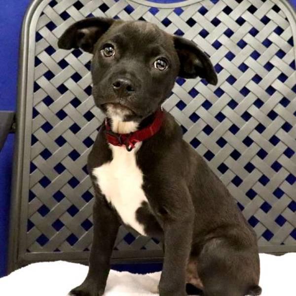 Enlarge Twixter, a Adoptable mixed breed in Midland, TX image 1/1