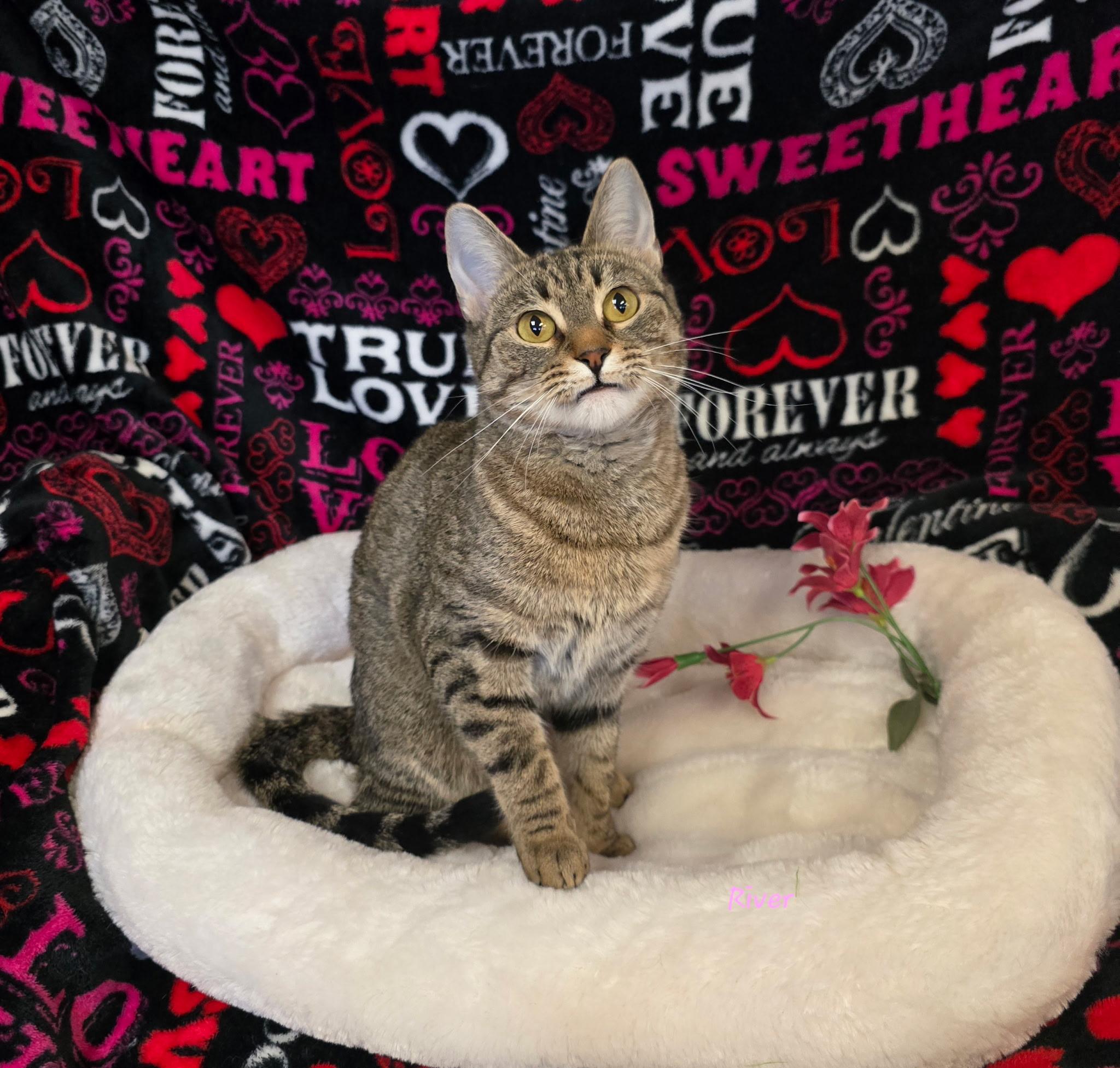 Enlarge River , an adopted Tabby in Glendale, AZ image 1/3