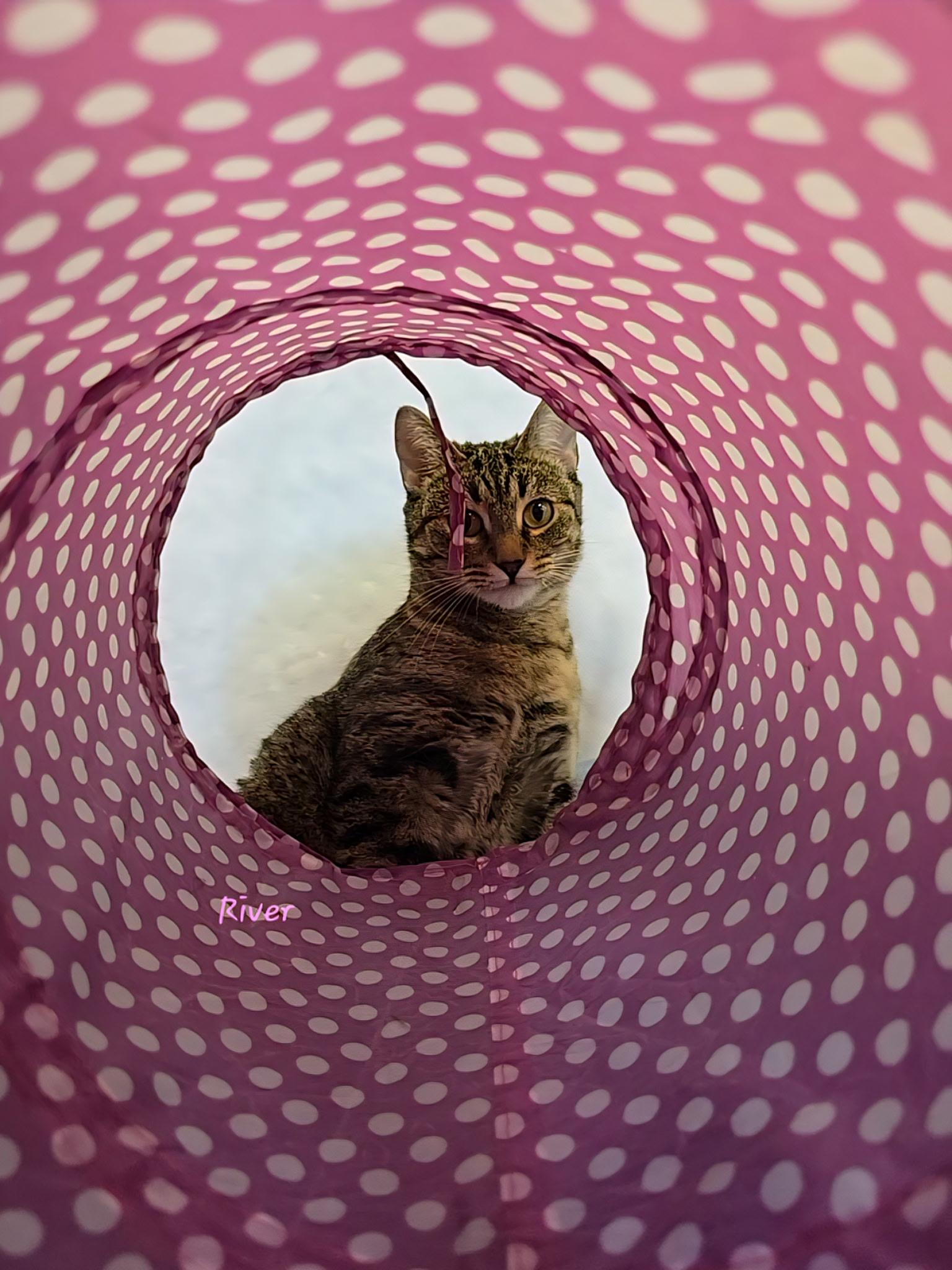 Enlarge River , an adopted Tabby in Glendale, AZ image 3/3