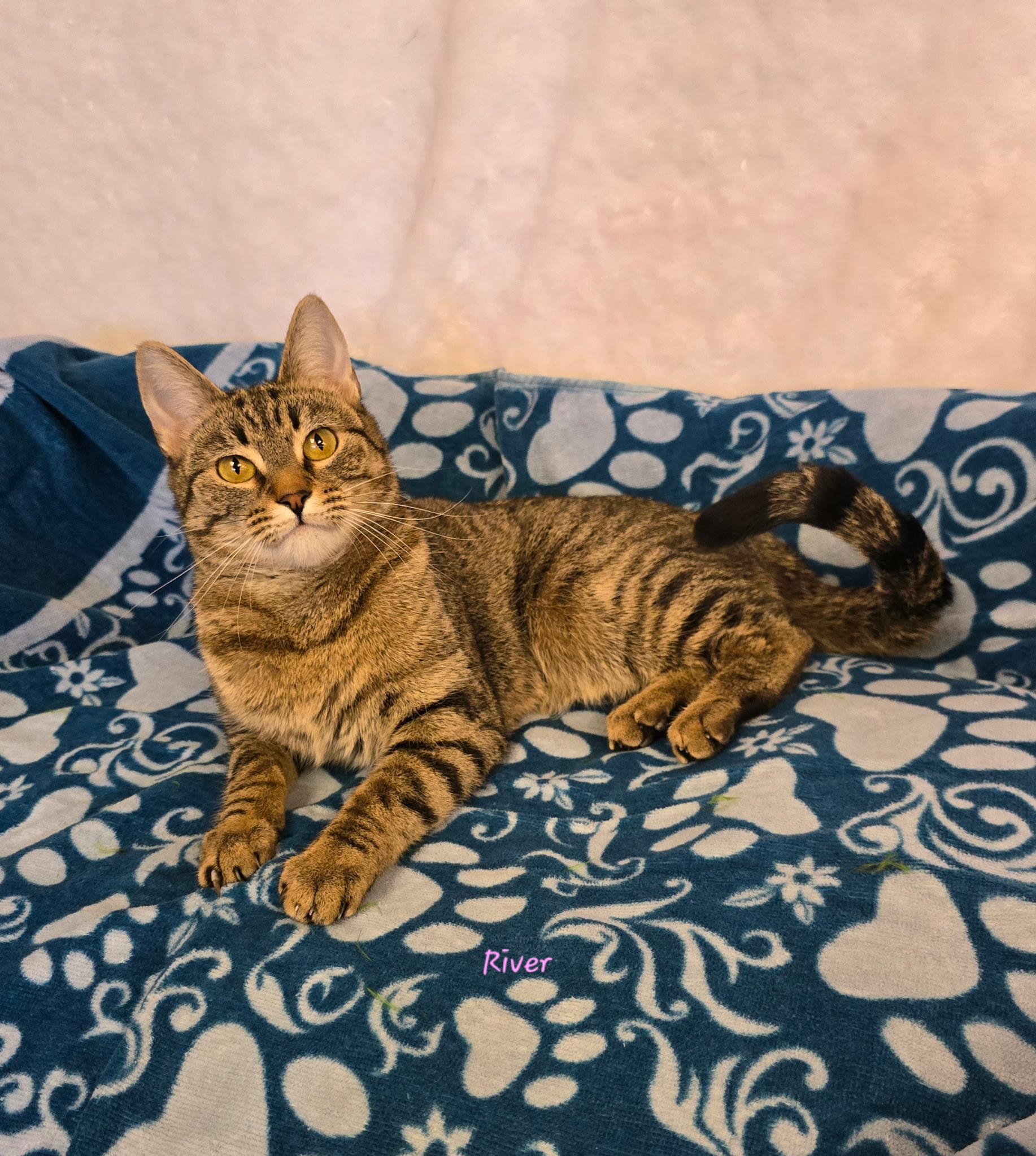 Enlarge River , an adopted Tabby in Glendale, AZ image 2/3