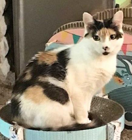 Enlarge Rosemary , an adopted Calico in Springfield, OR image 2/3