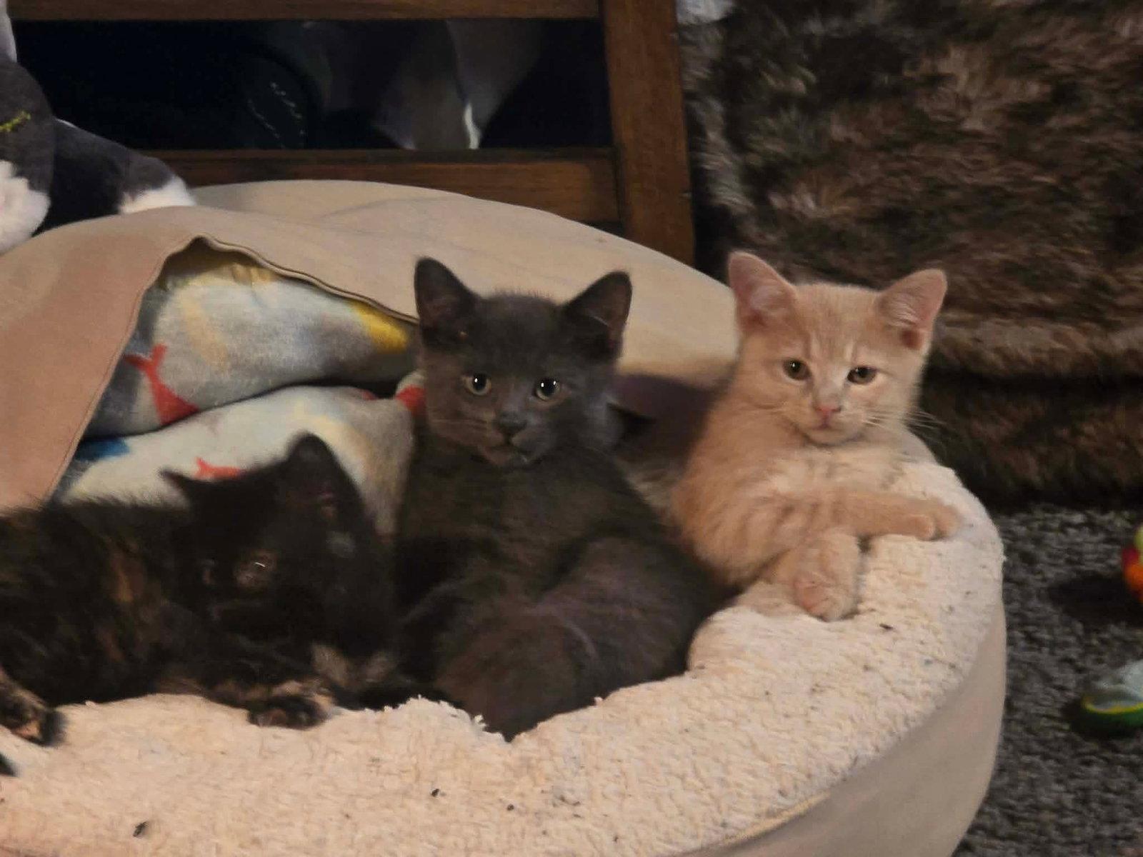 Asher, Adoptable, Kitten Male Domestic Short Hair.