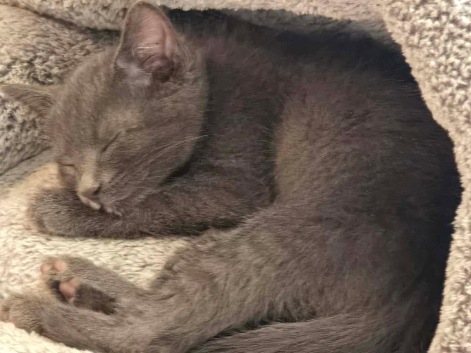 Enlarge Asher, a Adoptable Domestic Short Hair in hinckley, IL image 2/3