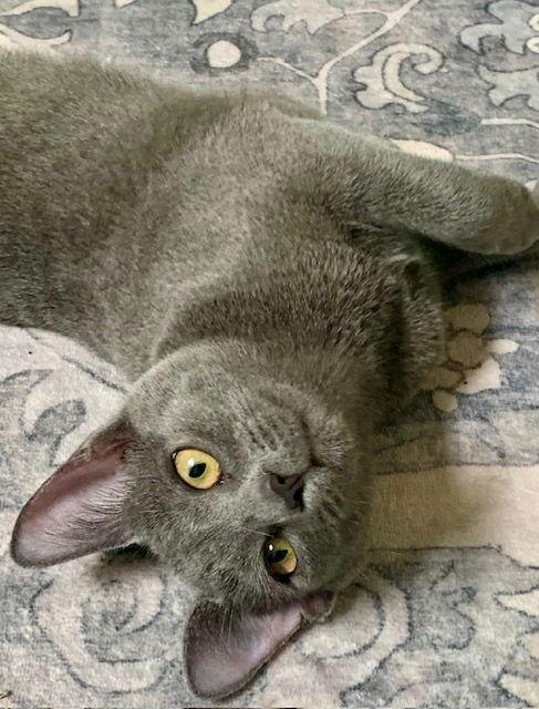 Rye (new), Adoptable, Kitten Female Domestic Short Hair.