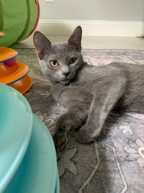Enlarge Rye (new), a Adoptable Domestic Short Hair in Wesley Chapel, FL image 2/3