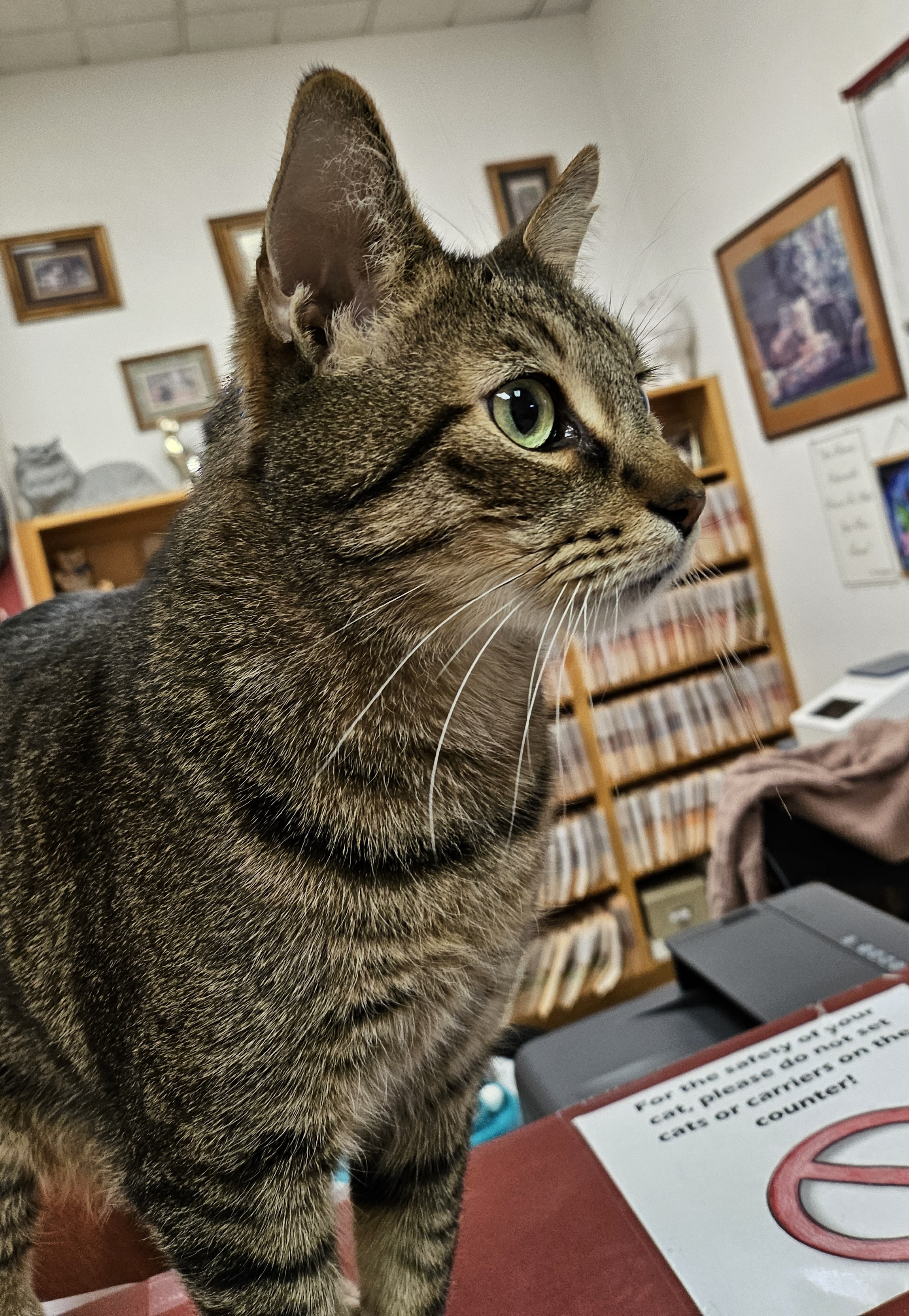 Louie, a Adopted Domestic Short Hair in Tucson, AZ image 1/2