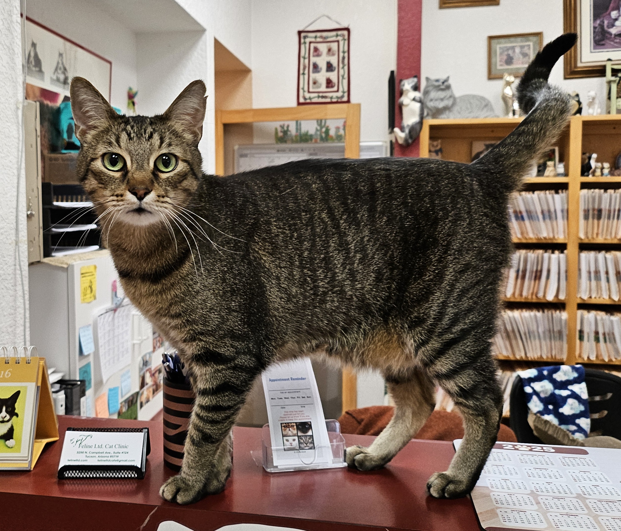 Louie, a Adopted Domestic Short Hair in Tucson, AZ image 2/2