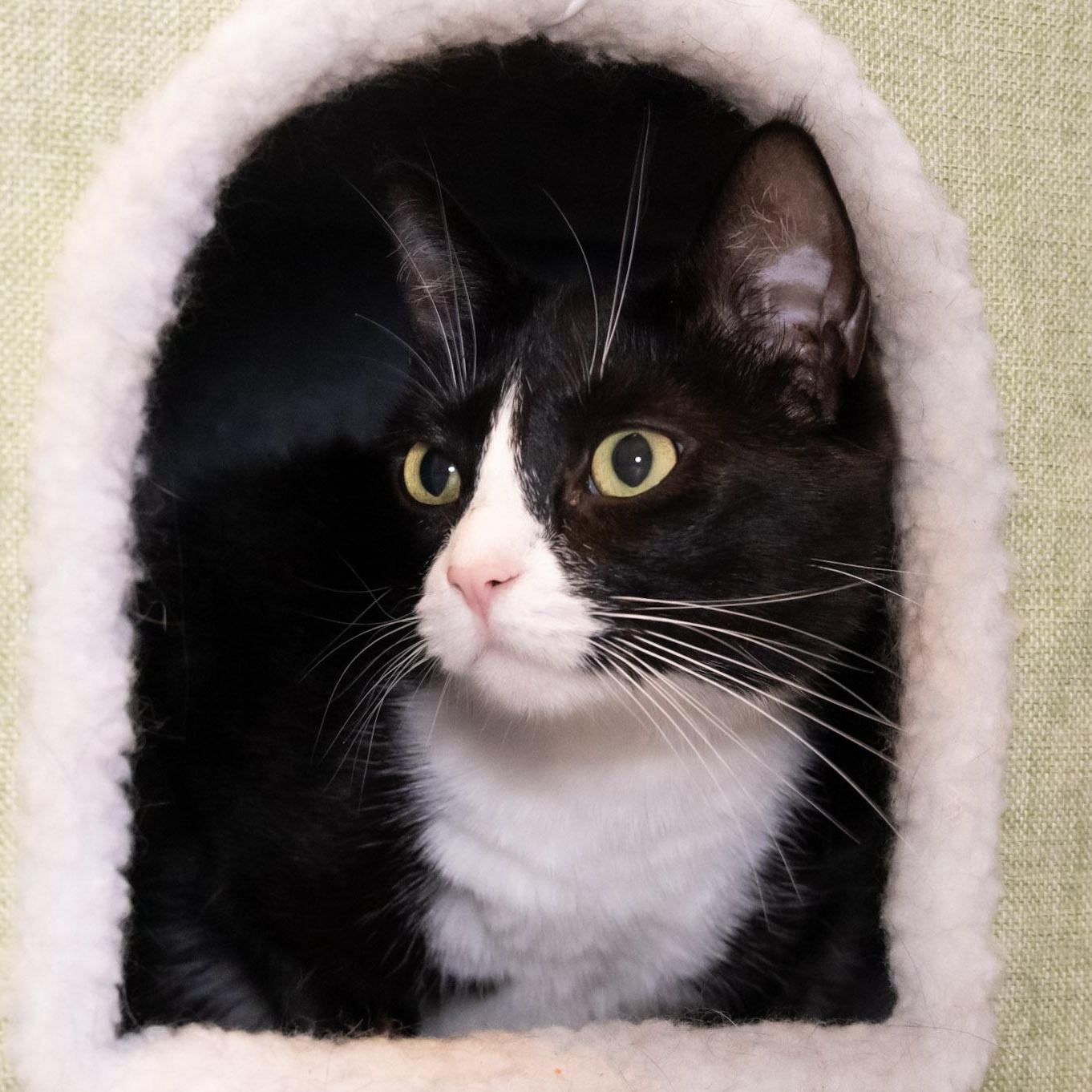 Enlarge Luna, a Adoptable Domestic Short Hair in Victor, NY image 2/3