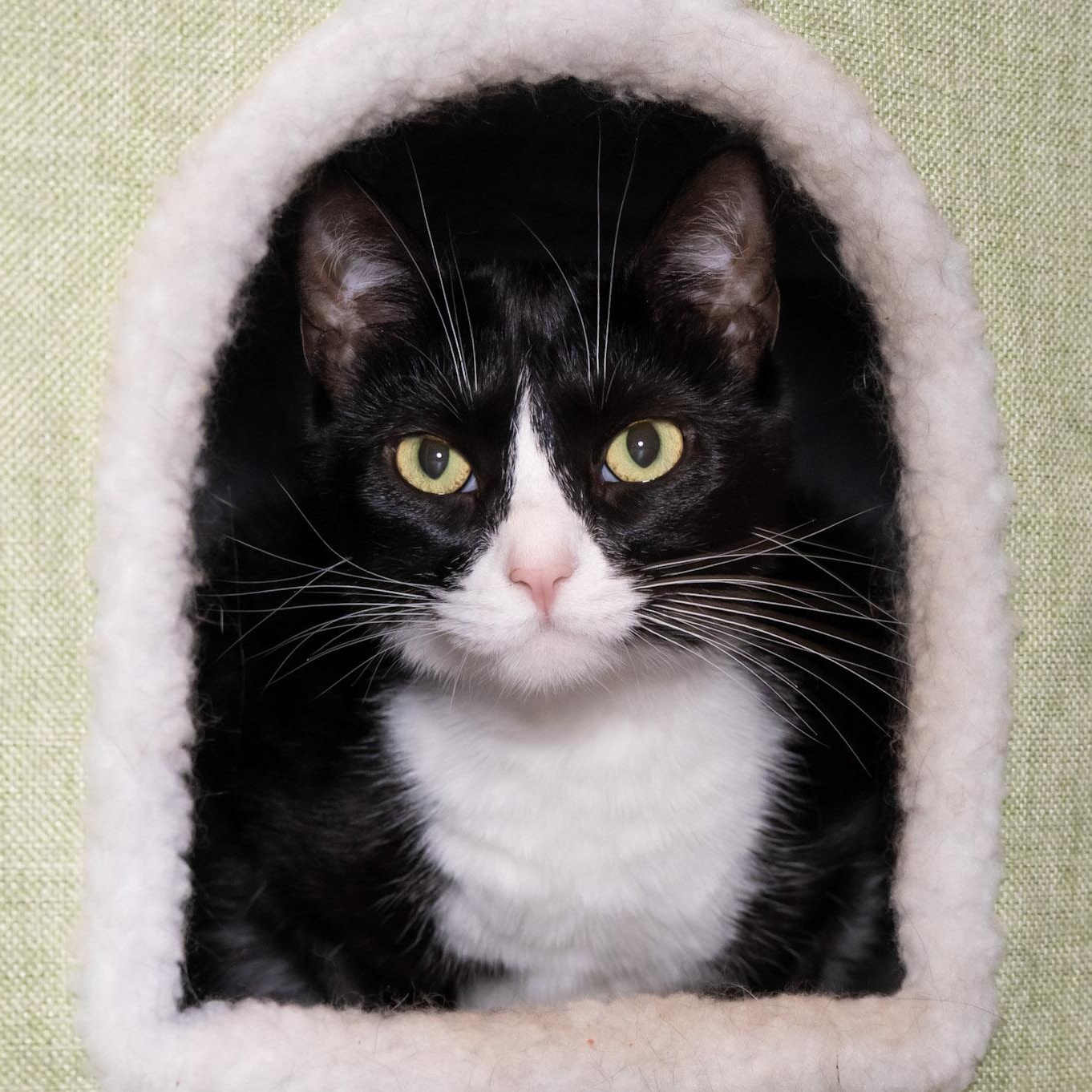 Enlarge Luna, a Adoptable Domestic Short Hair in Victor, NY image 1/3