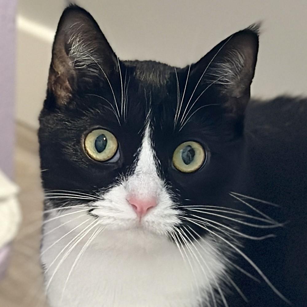 Enlarge Luna, a ADOPTABLE Domestic Short Hair in Victor, NY image 1/2