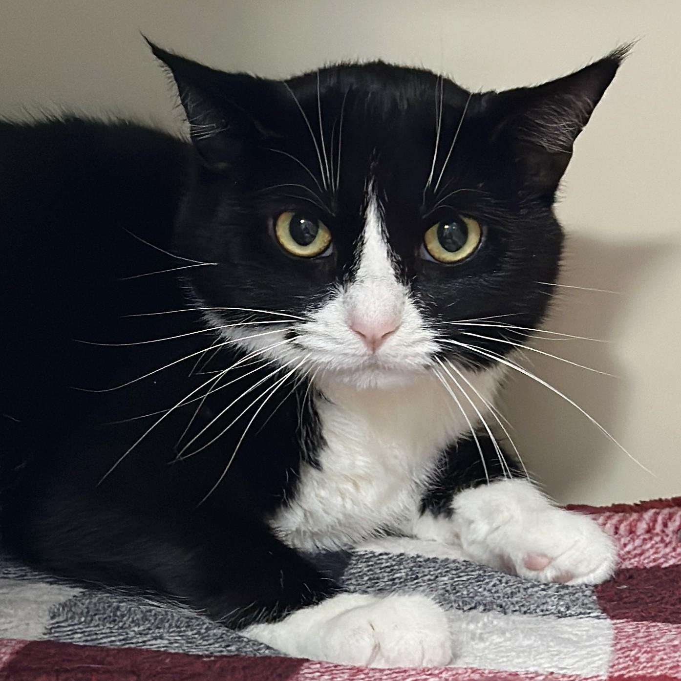 Luna, ADOPTABLE, Adult Female Domestic Short Hair.