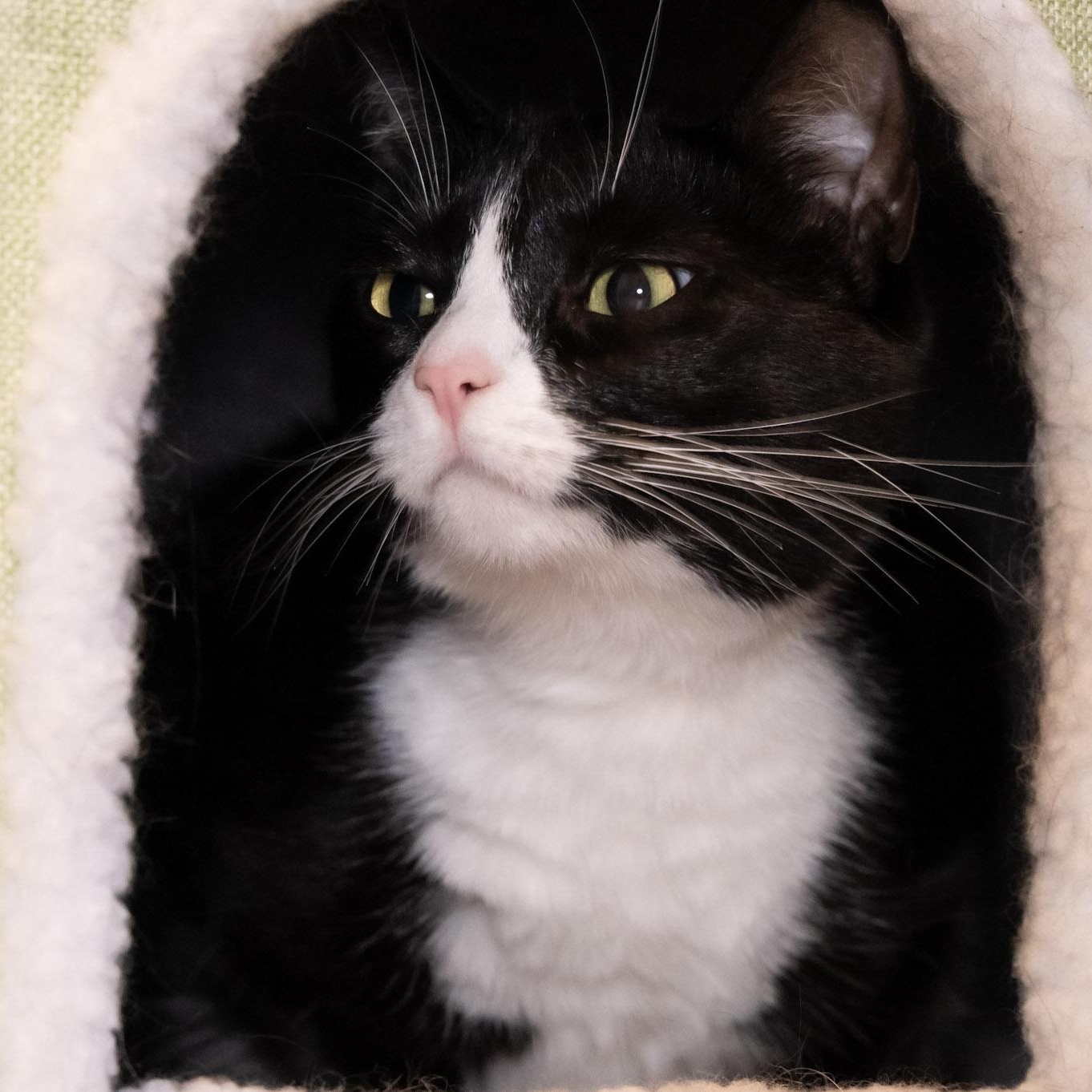 Enlarge Luna, a Adoptable Domestic Short Hair in Victor, NY image 3/3