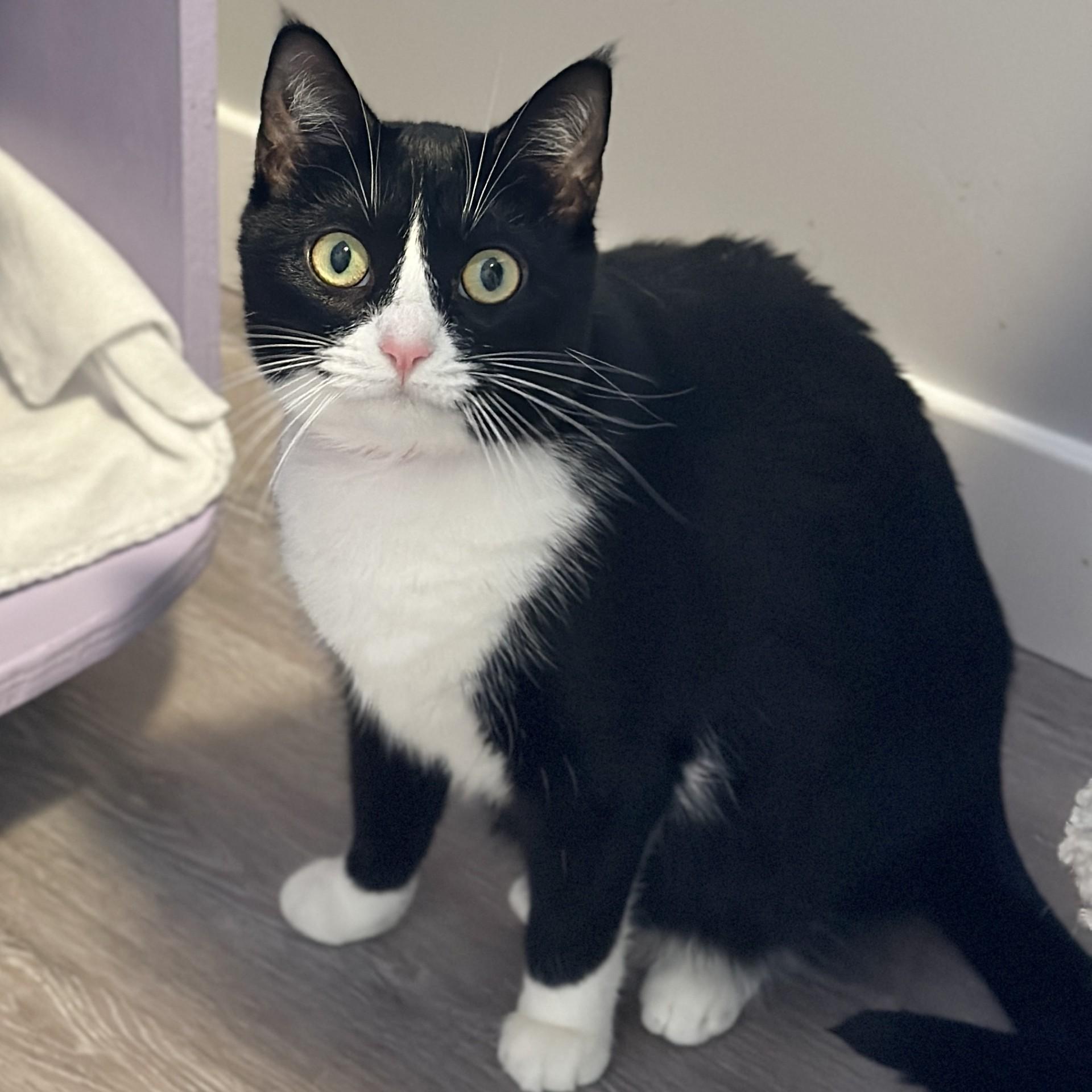 Enlarge Luna, a ADOPTABLE Domestic Short Hair in Victor, NY image 2/2