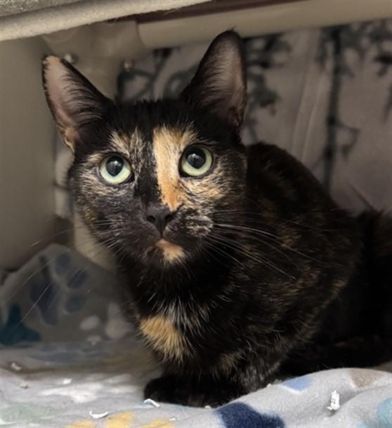 Enlarge MERRY, a Adoptable Domestic Short Hair in Boston, MA image 1/1