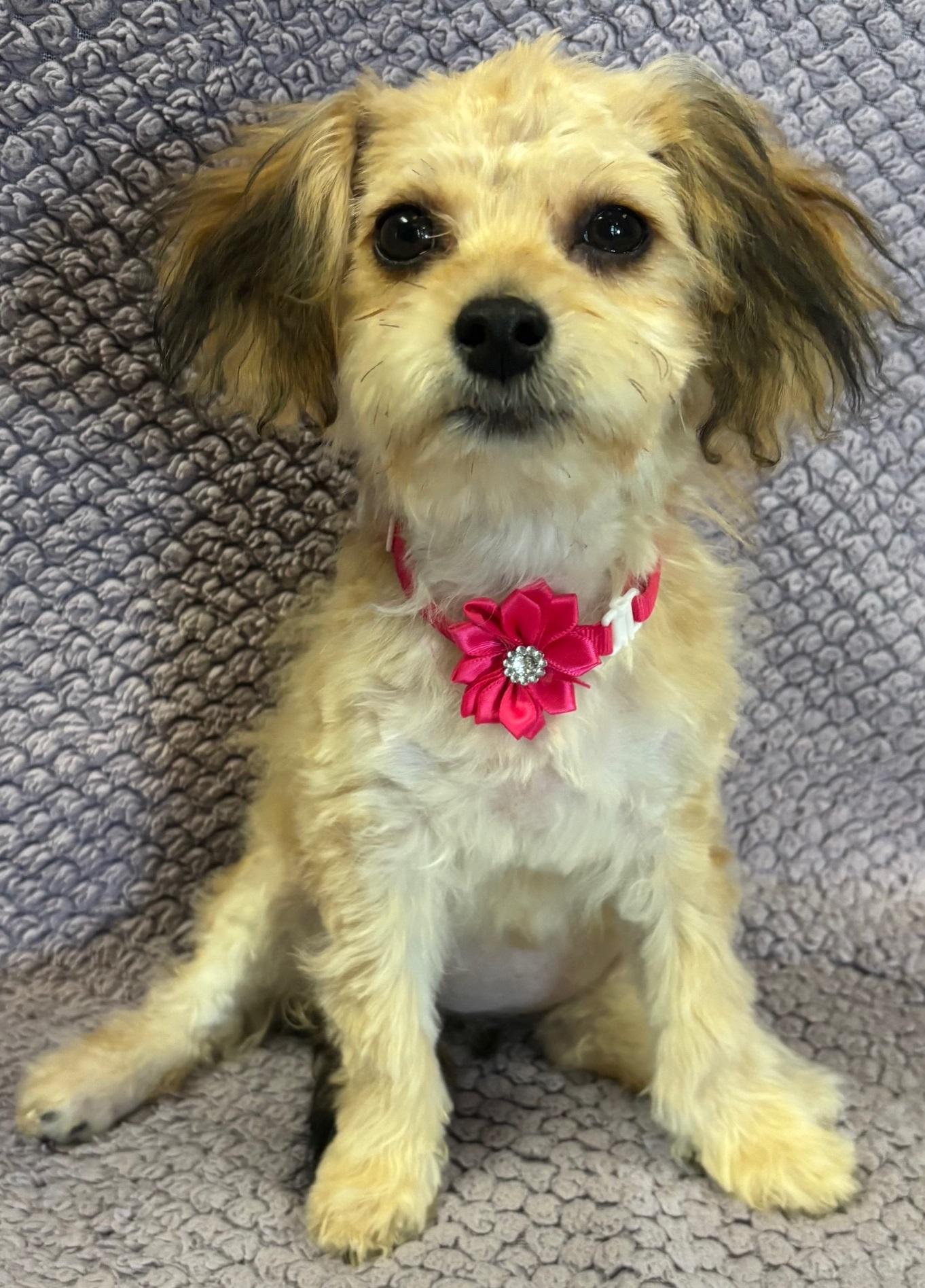 Kasey, an adoptable Aussiedoodle in Lodi, CA, 95241 | Photo Image 5