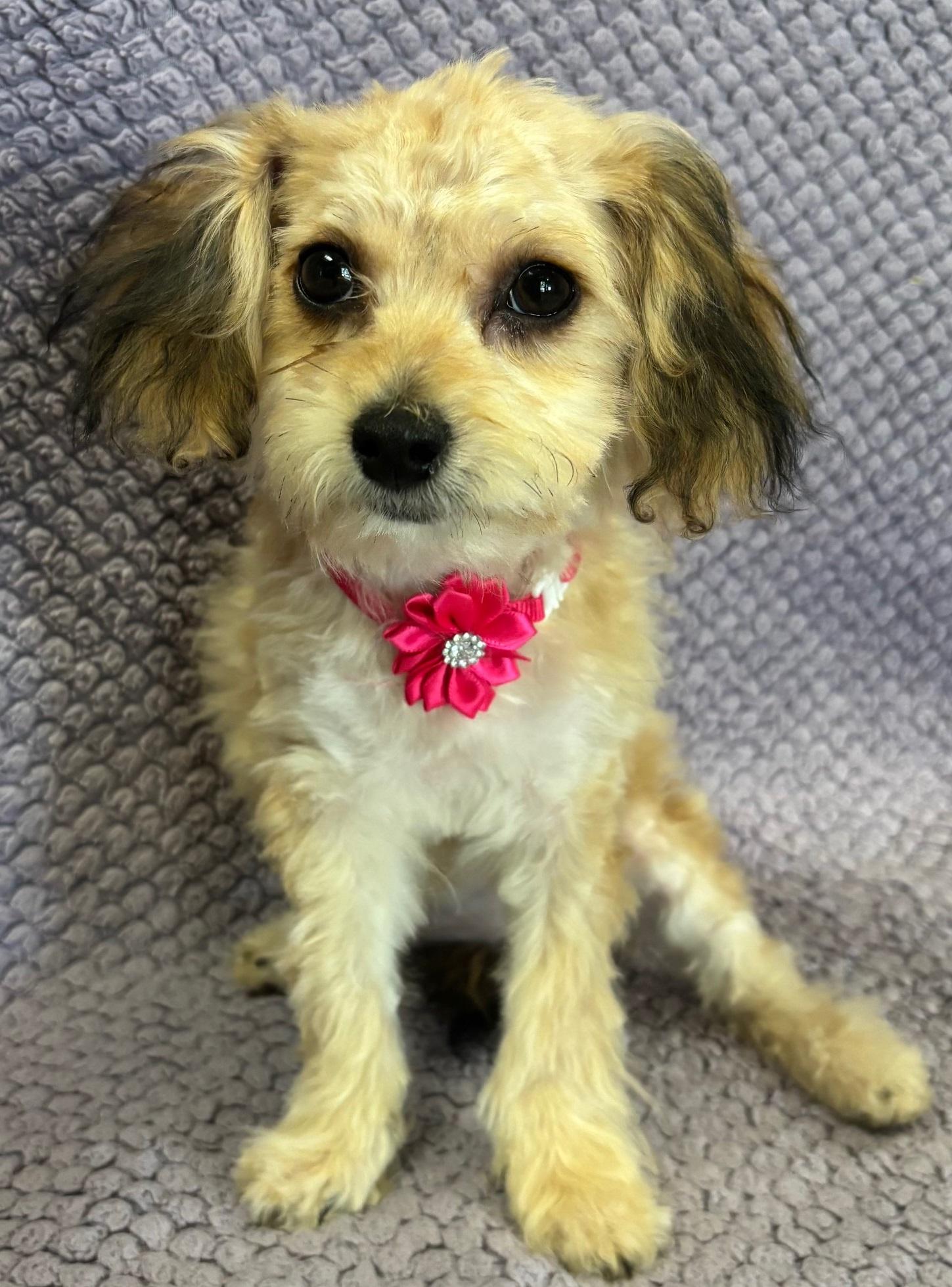Kasey, an adoptable Aussiedoodle in Lodi, CA, 95241 | Photo Image 3