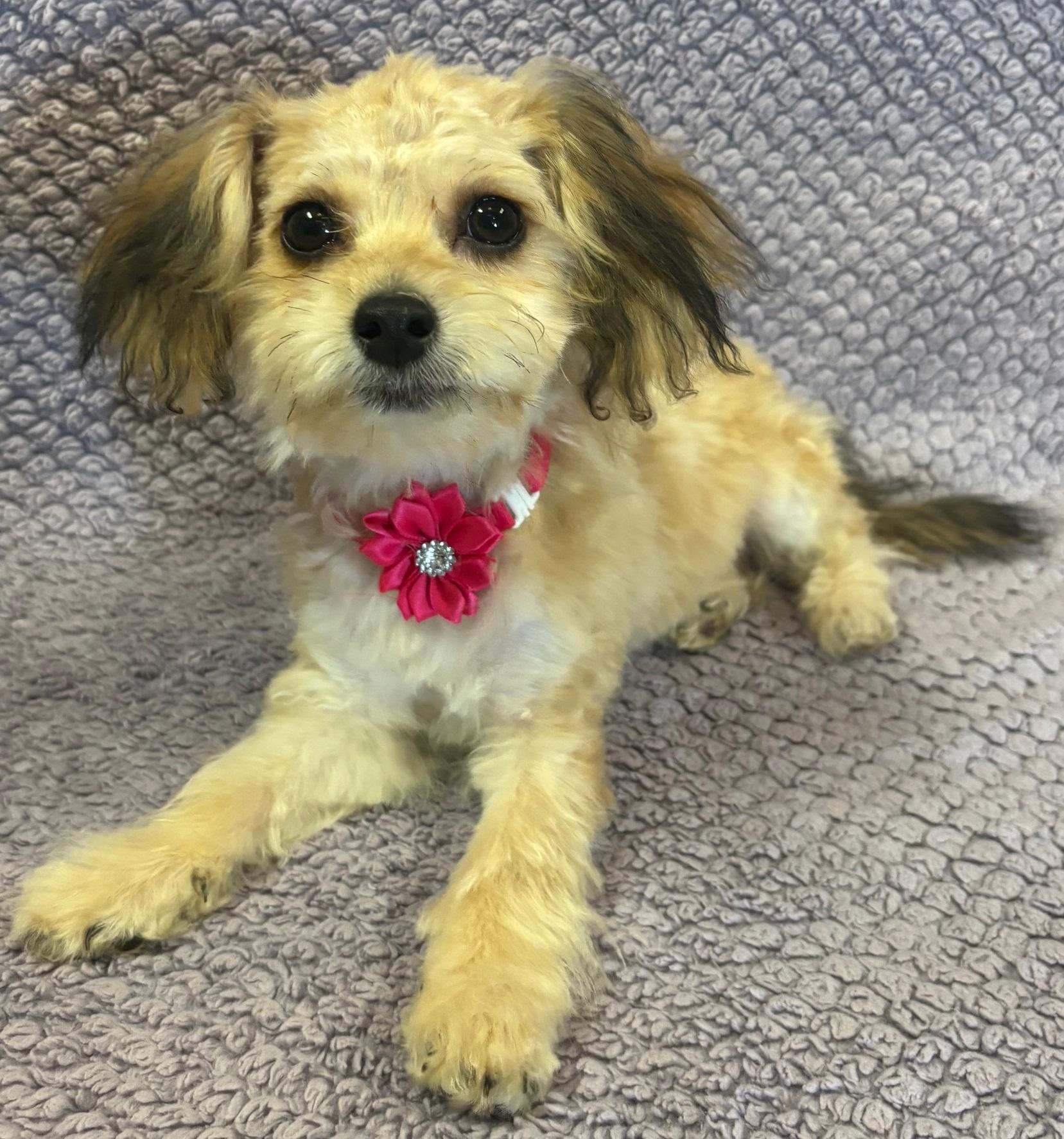 Kasey, an adoptable Aussiedoodle in Lodi, CA, 95241 | Photo Image 1