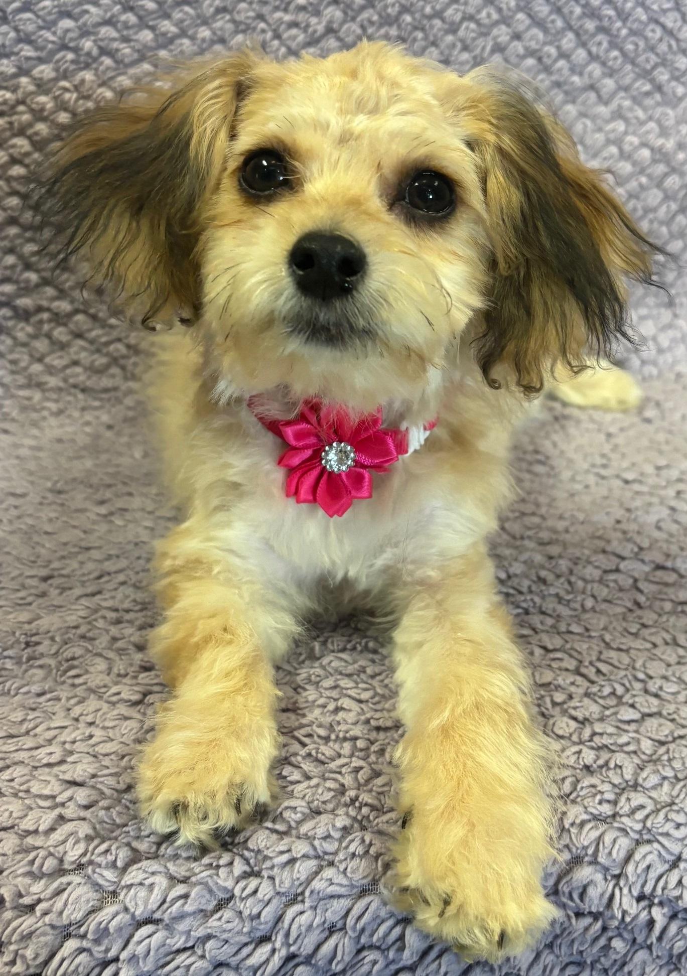 Kasey, an adoptable Aussiedoodle in Lodi, CA, 95241 | Photo Image 4