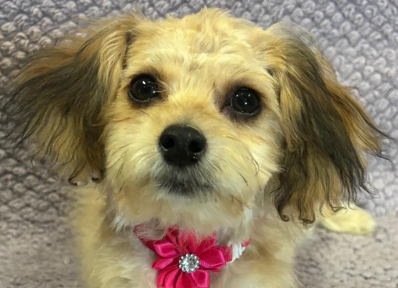 Kasey, an adoptable Aussiedoodle in Lodi, CA, 95241 | Photo Image 2