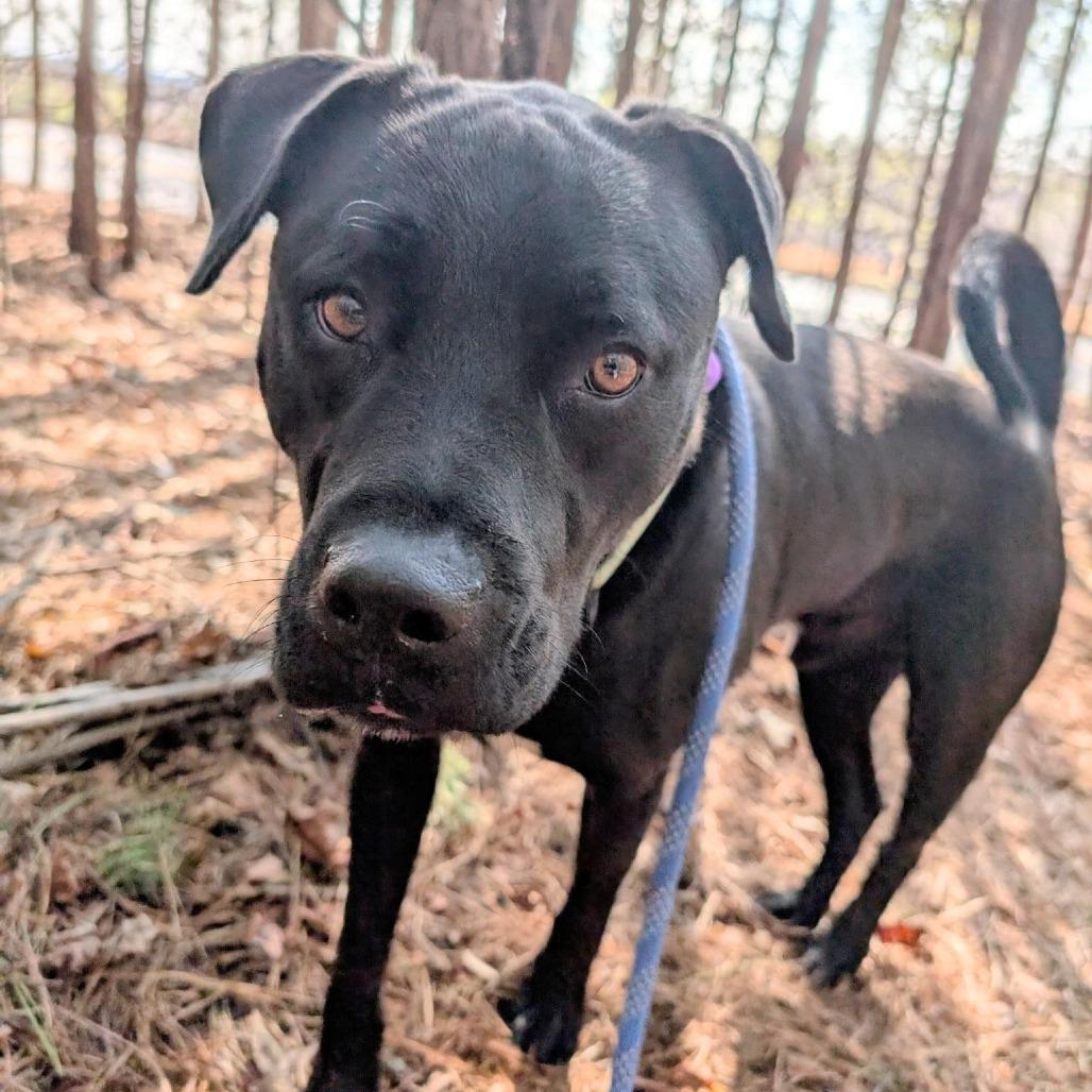Enlarge Marshall Tucker, a Adoptable Mixed Breed in Columbus, NC image 1/5