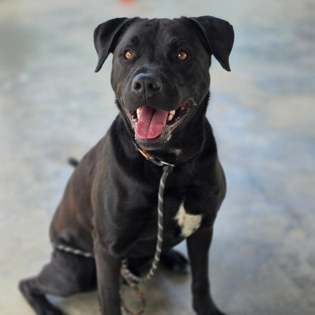 Enlarge Marshall Tucker, a Adoptable Mixed Breed in Columbus, NC image 2/6
