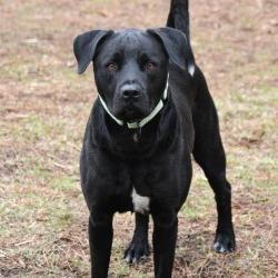 Enlarge Marshall Tucker, a Adoptable Mixed Breed in Columbus, NC image 2/5