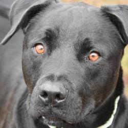 Enlarge Marshall Tucker, a Adoptable Mixed Breed in Columbus, NC image 3/5