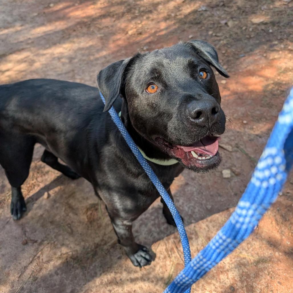 Enlarge Marshall Tucker, a Adoptable Mixed Breed in Columbus, NC image 4/5