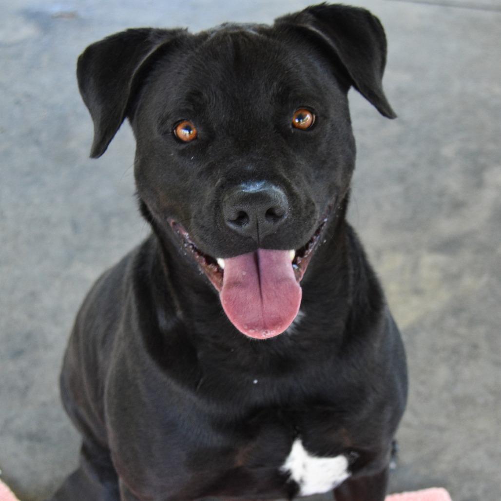 Marshall Tucker, a Adoptable Mixed Breed in Columbus, NC image 4/5