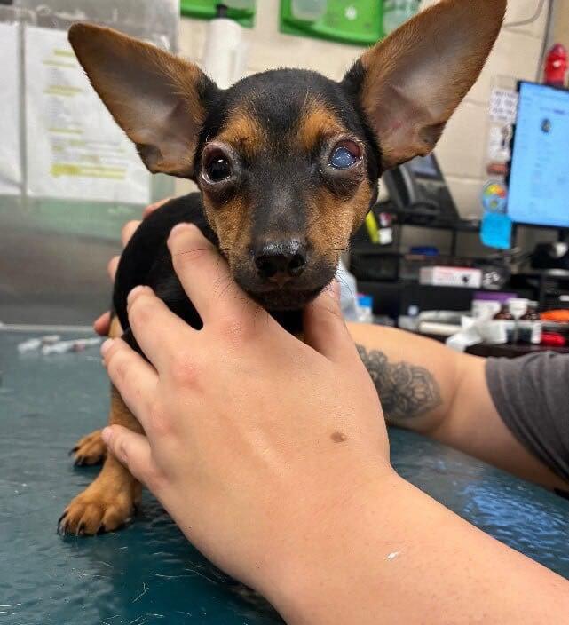 Enlarge Kelso, a Adopted Chihuahua in Grand Bay, AL image 1/1