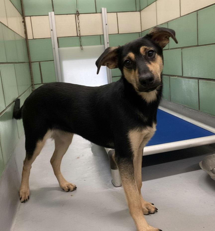 Enlarge Cecilia, a Adoptable Shepherd in Durham, NC image 1/1