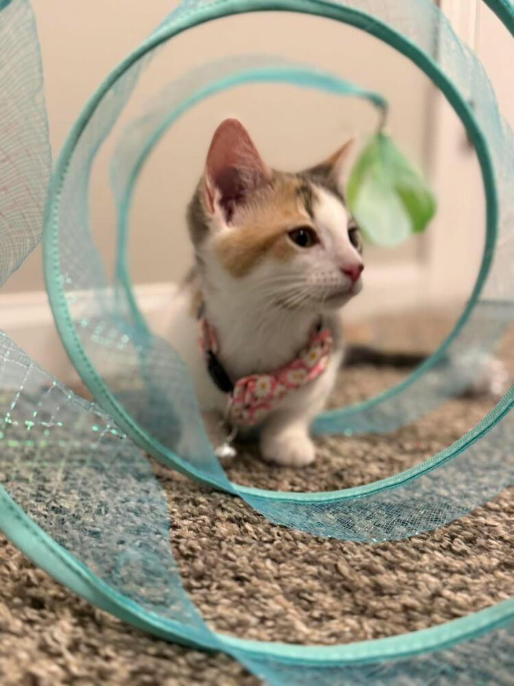 Enlarge Clara, a Adoptable Domestic Short Hair in Grove City, OH image 1/4