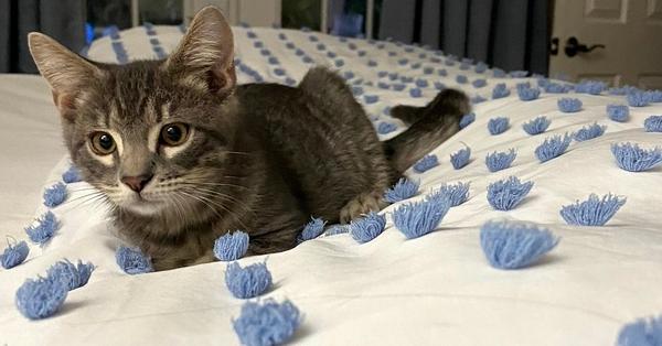 Ashton, a Adoptable Domestic Short Hair in Wellington, FL image 1/6