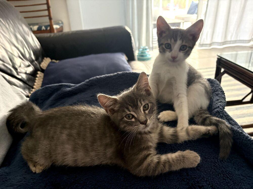 Ashton, a Adoptable Domestic Short Hair in Wellington, FL image 4/6