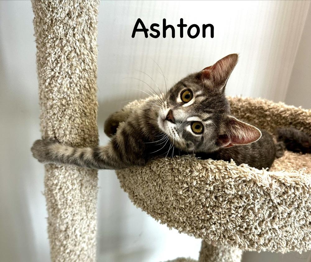 Ashton, a Adoptable Domestic Short Hair in Wellington, FL image 5/6