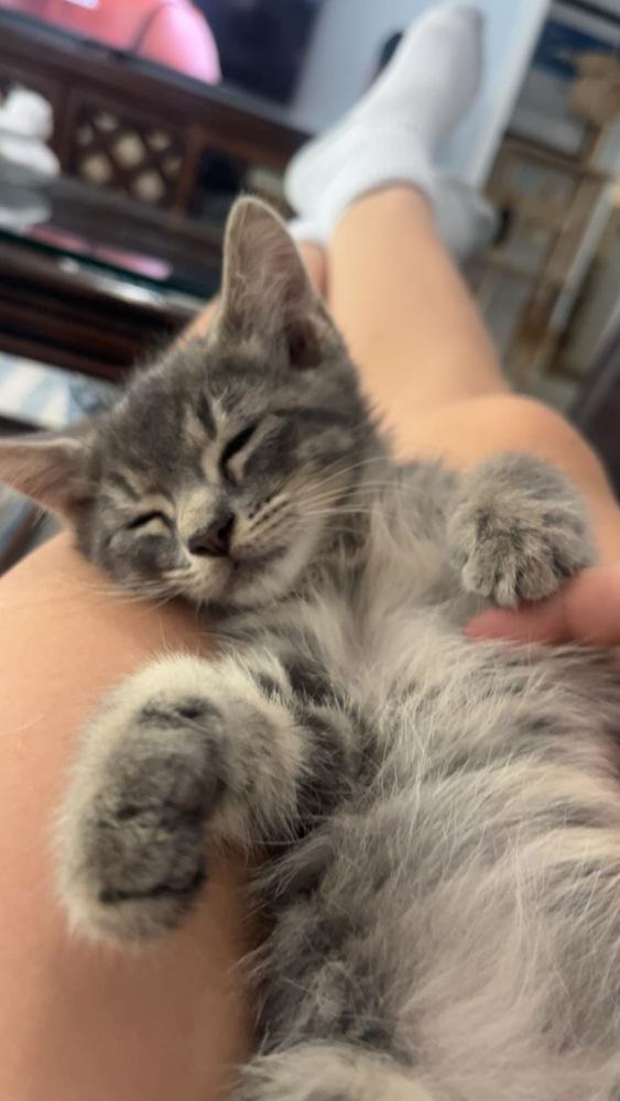 Ashton, a Adoptable Domestic Short Hair in Wellington, FL image 6/6