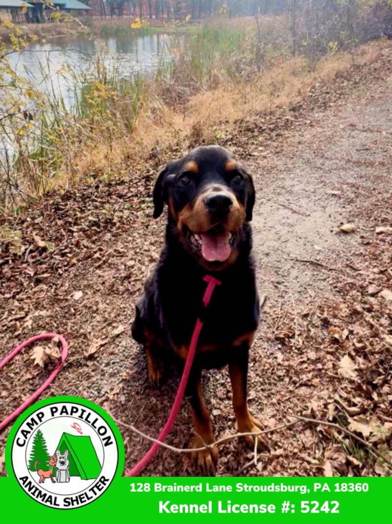 Pickles, Adoptable, Adult Male Rottweiler.