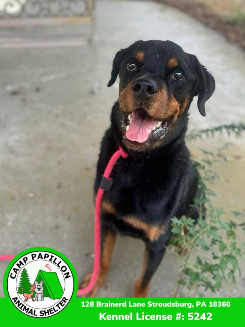 Enlarge Pickles, a Adoptable Rottweiler in Stroudsburg, PA image 3/6