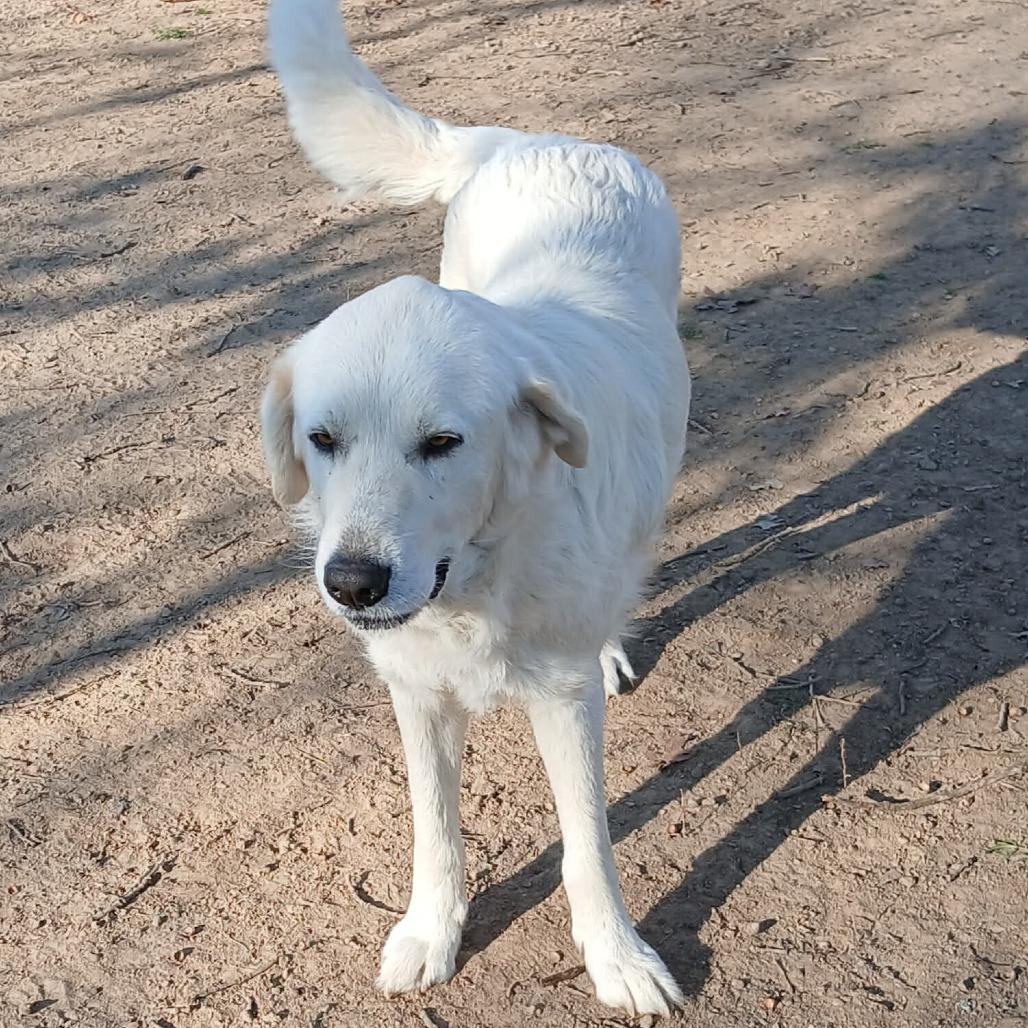Adahy, a Adoptable Great Pyrenees in Wadena, MN image 1/6