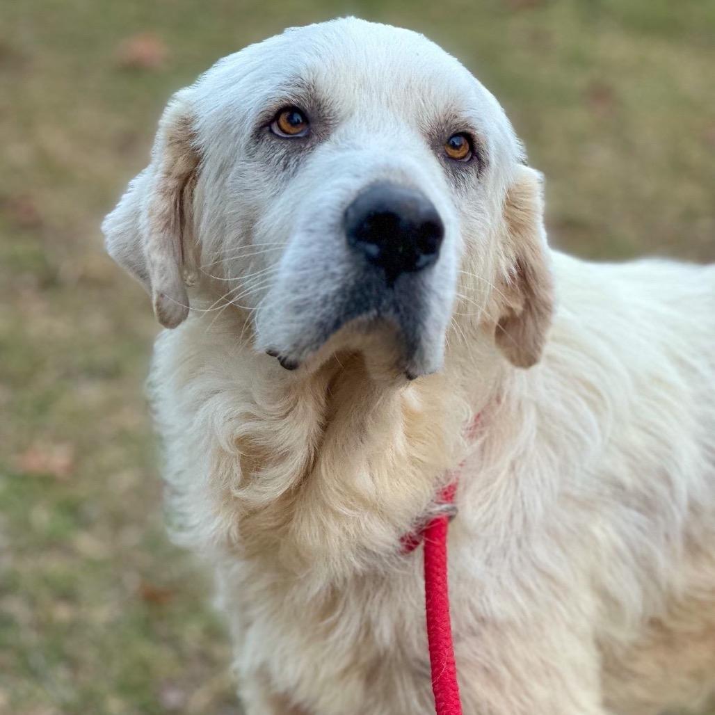 Adahy, a Adoptable Great Pyrenees in Wadena, MN image 2/6