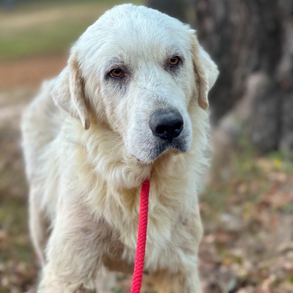 Adahy, a Adoptable Great Pyrenees in Wadena, MN image 4/6