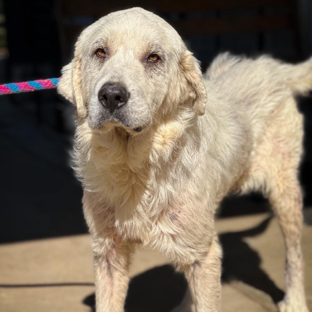 Adahy, a Adoptable Great Pyrenees in Wadena, MN image 5/6