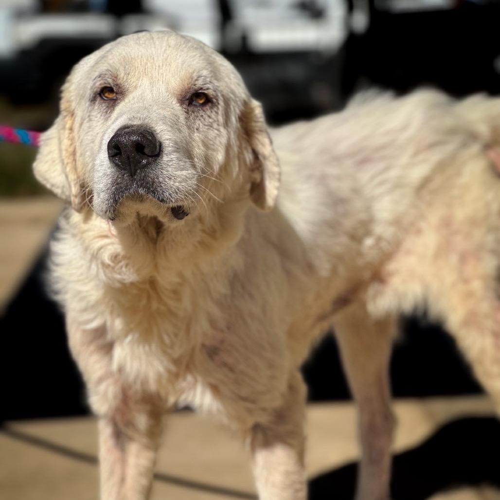 Adahy, a Adoptable Great Pyrenees in Wadena, MN image 6/6