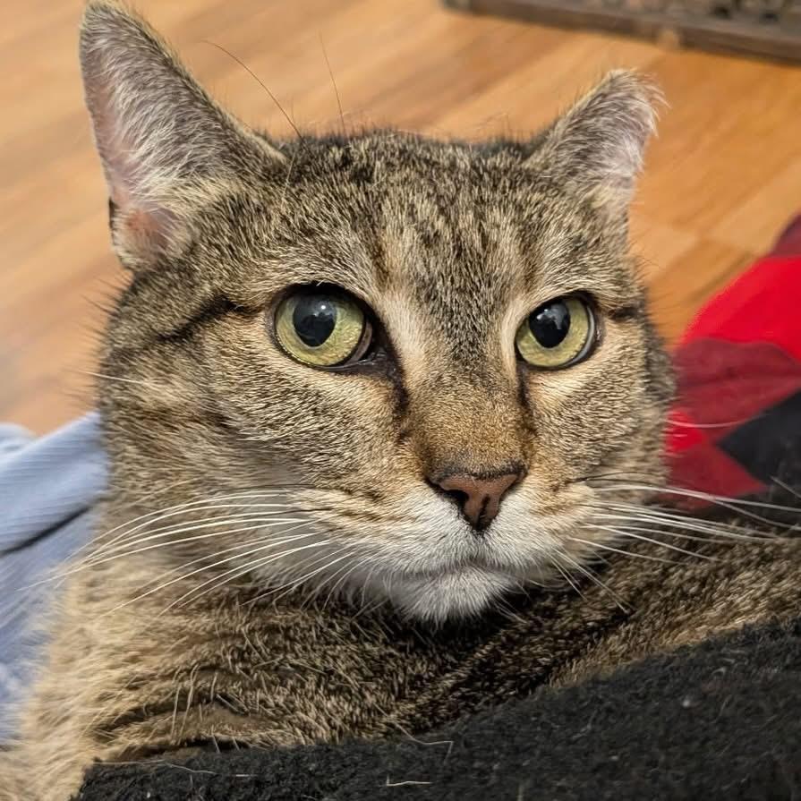 Enlarge Strega Nona, a Adoptable Domestic Short Hair in Alexandria, VA image 4/6