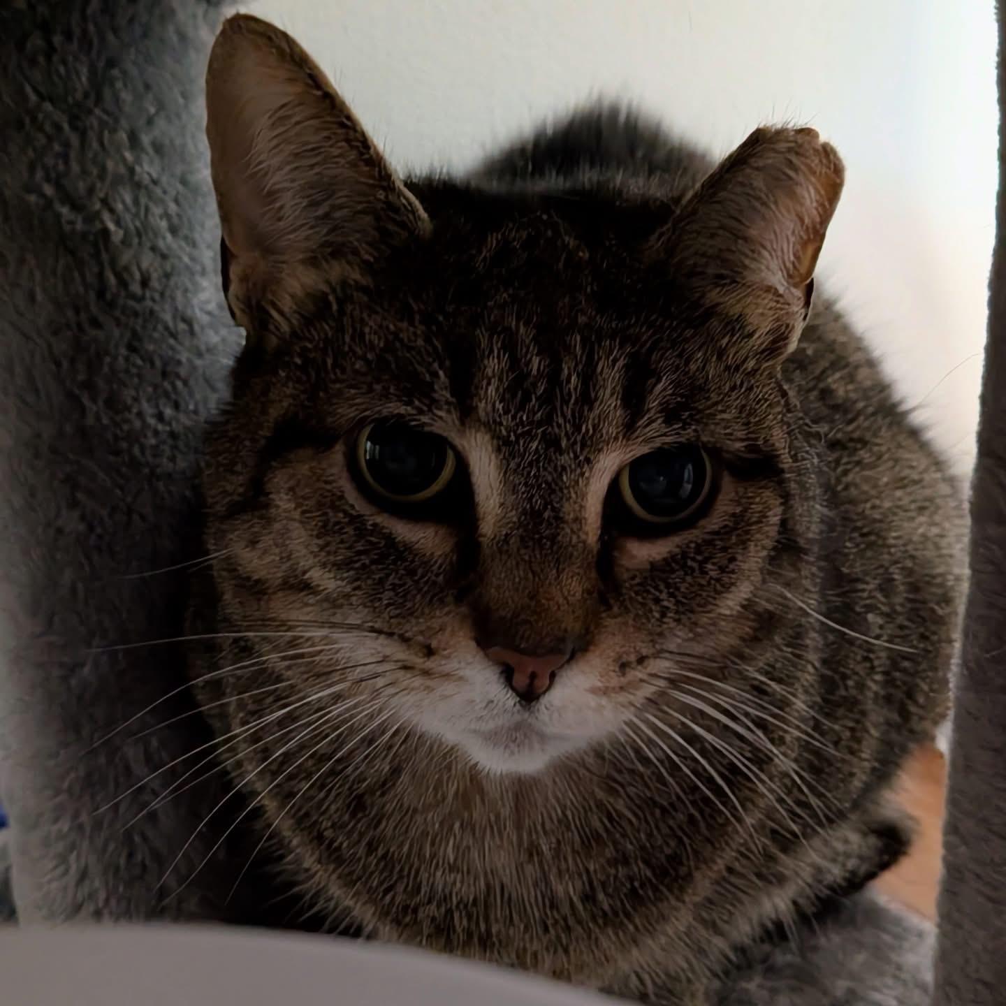 Enlarge Strega Nona, a Adoptable Domestic Short Hair in Alexandria, VA image 2/6