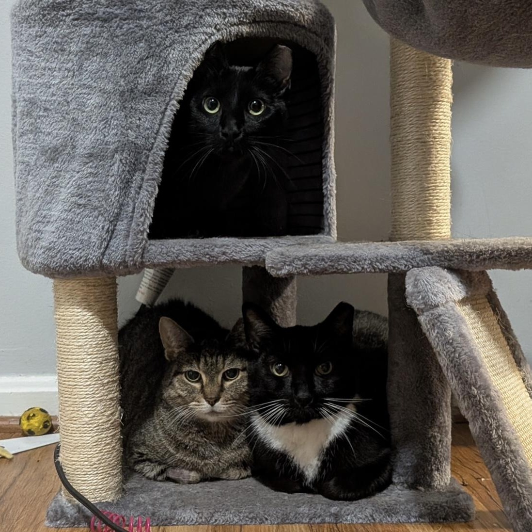 Enlarge Strega Nona, a Adoptable Domestic Short Hair in Alexandria, VA image 5/6