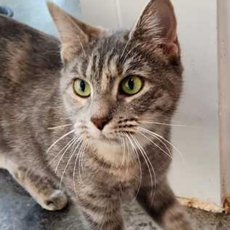 Hazel, ADOPTABLE, Adult Female Dilute Tortoiseshell.