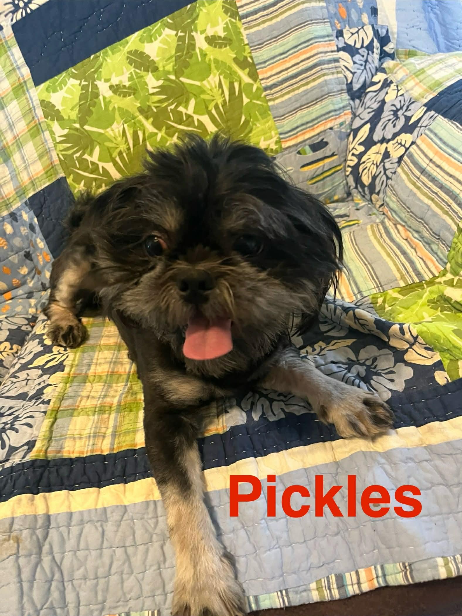 Pickles, Adopted, Adult Male Shih Tzu.
