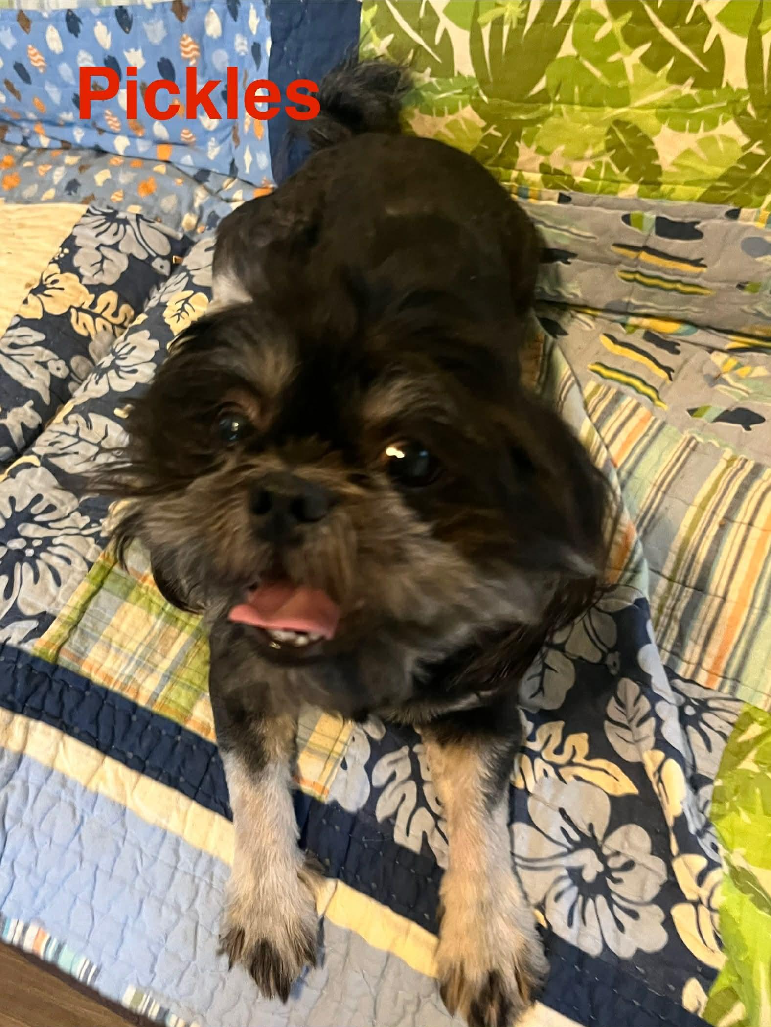 Pickles, a Adopted Shih Tzu in Pipe Creek, TX image 2/3