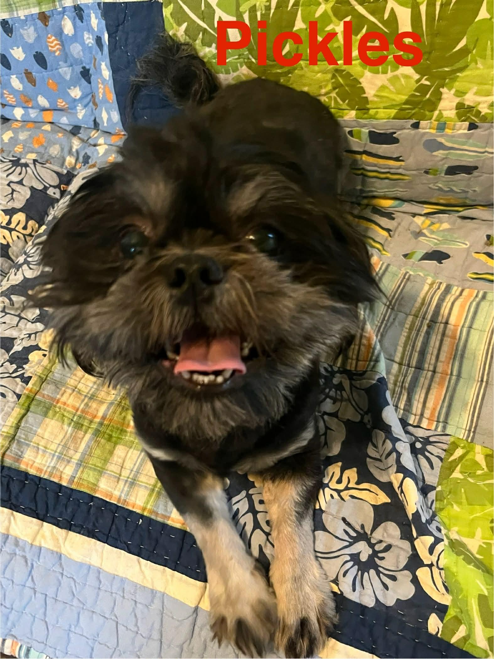 Pickles, a Adopted Shih Tzu in Pipe Creek, TX image 3/3